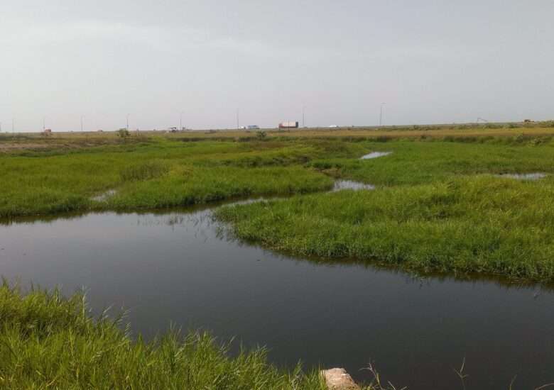 Nature_Reservation_site_RAMSAR_SITE_Sakumono_Tema_Ghana_03-scaled-780x550-1.jpg